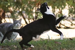 _MG_2128 (4)