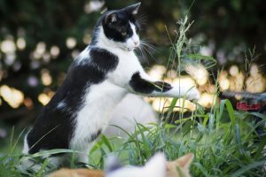 _MG_2710 (5)